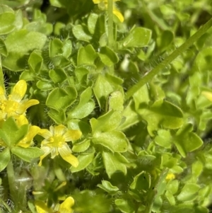 Ranunculus pimpinellifolius at Paddys River, ACT - 27 Dec 2022