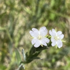 Epilobium hirtigerum (Hairy Willowherb) at Paddys River, ACT - 27 Dec 2022 by Ned_Johnston