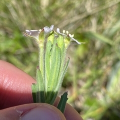 Epilobium hirtigerum at Paddys River, ACT - 27 Dec 2022 12:47 PM