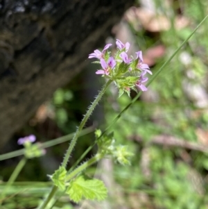 Pelargonium inodorum at Cotter River, ACT - 27 Dec 2022