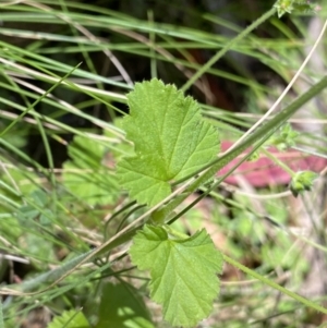 Pelargonium inodorum at Cotter River, ACT - 27 Dec 2022