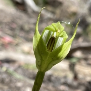 Pterostylis monticola at Cotter River, ACT - 27 Dec 2022