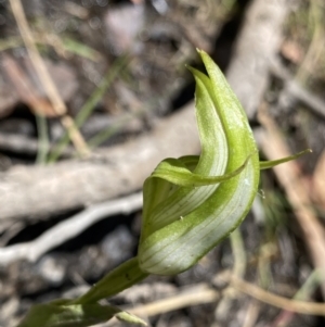 Pterostylis monticola at Cotter River, ACT - 27 Dec 2022