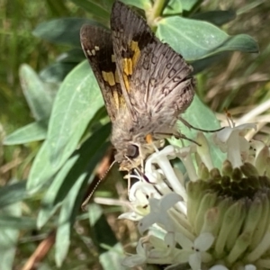 Trapezites phigalioides at Cotter River, ACT - 27 Dec 2022 12:16 PM