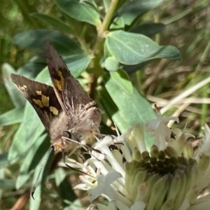 Trapezites phigalioides at Cotter River, ACT - 27 Dec 2022 12:16 PM