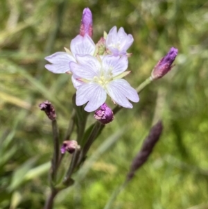 Epilobium billardiereanum subsp. hydrophilum at Tennent, ACT - 27 Dec 2022 12:08 PM