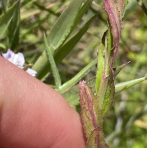 Epilobium billardiereanum subsp. hydrophilum at Tennent, ACT - 27 Dec 2022