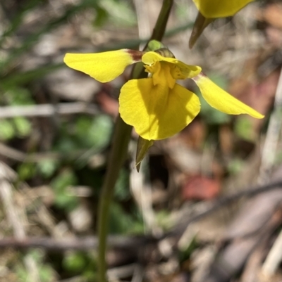 Diuris monticola (Highland Golden Moths) at Tennent, ACT - 27 Dec 2022 by Ned_Johnston