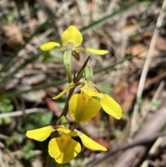 Diuris monticola at Tennent, ACT - 27 Dec 2022