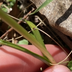 Diuris monticola at Tennent, ACT - 27 Dec 2022