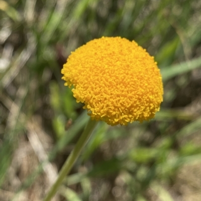 Craspedia sp. (Billy Buttons) at Namadgi National Park - 27 Dec 2022 by Ned_Johnston