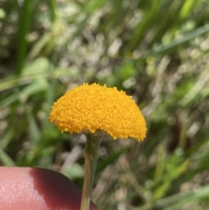 Craspedia sp. at Tennent, ACT - 27 Dec 2022