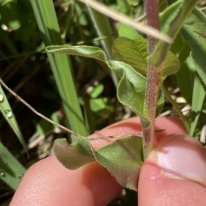 Craspedia sp. at Tennent, ACT - 27 Dec 2022