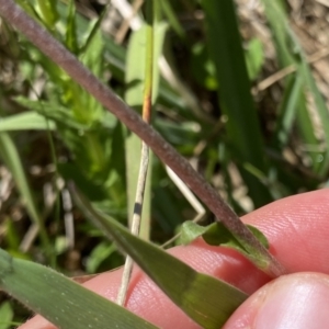 Craspedia sp. at Tennent, ACT - 27 Dec 2022