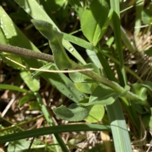 Craspedia sp. at Tennent, ACT - 27 Dec 2022