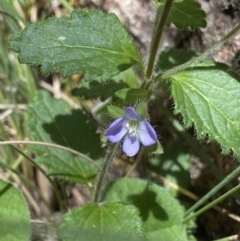 Veronica calycina (Hairy Speedwell) at Namadgi National Park - 27 Dec 2022 by Ned_Johnston