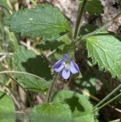 Veronica calycina (Hairy Speedwell) at Cotter River, ACT - 27 Dec 2022 by Ned_Johnston