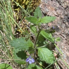 Veronica calycina at Cotter River, ACT - 27 Dec 2022 11:26 AM