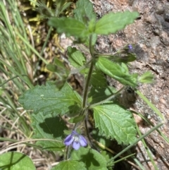 Veronica calycina at Cotter River, ACT - 27 Dec 2022 11:26 AM