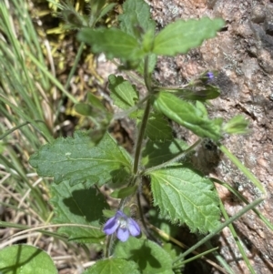 Veronica calycina at Cotter River, ACT - 27 Dec 2022 11:26 AM