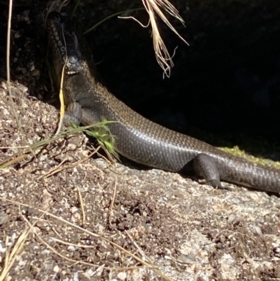 Egernia saxatilis intermedia (Black Rock Skink) at Namadgi National Park - 27 Dec 2022 by Ned_Johnston