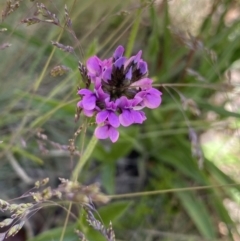 Cullen microcephalum (Dusky Scurf-pea) at Cotter River, ACT - 27 Dec 2022 by NedJohnston