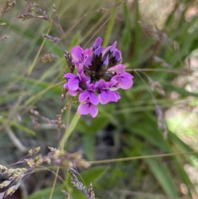 Cullen microcephalum (Dusky Scurf-pea) at Namadgi National Park - 26 Dec 2022 by Ned_Johnston