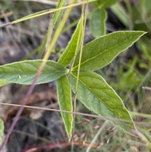 Cullen microcephalum at Cotter River, ACT - 27 Dec 2022