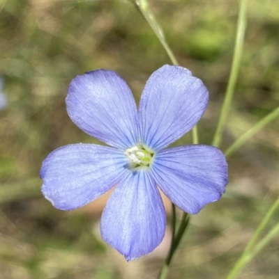 Linum marginale (Native Flax) at Namadgi National Park - 26 Dec 2022 by Ned_Johnston