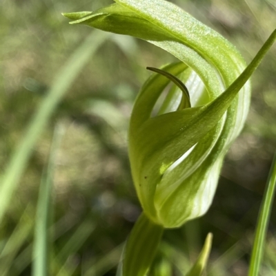 Pterostylis monticola (Large Mountain Greenhood) at Namadgi National Park - 26 Dec 2022 by Ned_Johnston