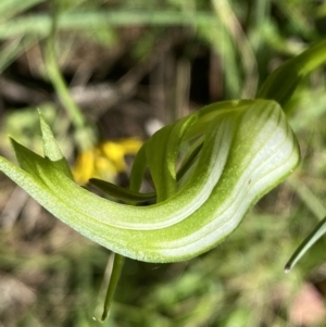 Pterostylis monticola at Tennent, ACT - 27 Dec 2022