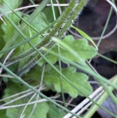 Lagenophora stipitata at Cotter River, ACT - 27 Dec 2022