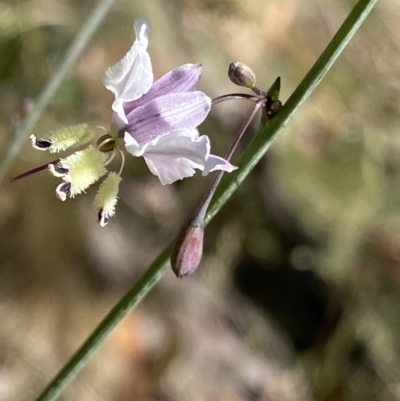 Arthropodium milleflorum (Vanilla Lily) at Cotter River, ACT - 27 Dec 2022 by NedJohnston