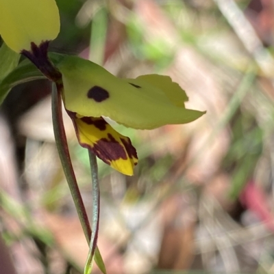 Diuris sulphurea (Tiger Orchid) at Namadgi National Park - 26 Dec 2022 by Ned_Johnston