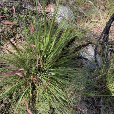 Gahnia subaequiglumis (Bog Saw-sedge) at Paddys River, ACT - 26 Dec 2022 by Ned_Johnston