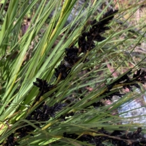 Gahnia subaequiglumis at Paddys River, ACT - 27 Dec 2022