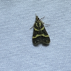 Scoparia spelaea at Jerrabomberra, NSW - 12 Jan 2023