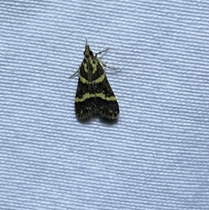 Scoparia spelaea at Jerrabomberra, NSW - 12 Jan 2023