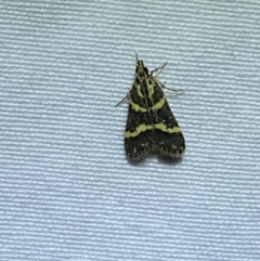 Scoparia spelaea at Jerrabomberra, NSW - 12 Jan 2023