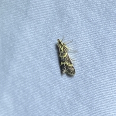 Scoparia spelaea at Jerrabomberra, NSW - 12 Jan 2023