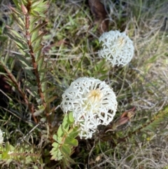 Pimelea treyvaudii (Grey Riceflower) at Paddys River, ACT - 26 Dec 2022 by Ned_Johnston