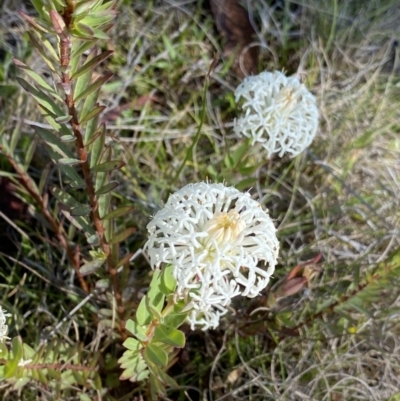 Pimelea treyvaudii (Grey Riceflower) at Paddys River, ACT - 26 Dec 2022 by Ned_Johnston