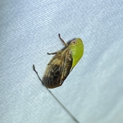 Chaetophyes compacta (Tube spittlebug) at Jerrabomberra, NSW - 14 Jan 2023 by Steve_Bok