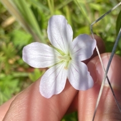 Geranium neglectum (Red-stemmed Cranesbill) at Paddys River, ACT - 27 Dec 2022 by NedJohnston