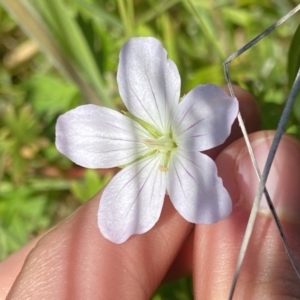 Geranium neglectum at Paddys River, ACT - 27 Dec 2022