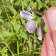 Geranium neglectum at Paddys River, ACT - 27 Dec 2022 09:45 AM