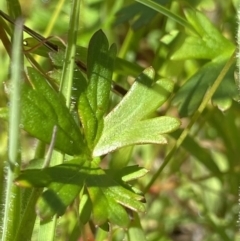 Geranium neglectum at Paddys River, ACT - 27 Dec 2022 09:45 AM