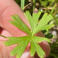 Geranium neglectum at Paddys River, ACT - 27 Dec 2022 09:45 AM