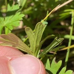 Geranium neglectum at Paddys River, ACT - 27 Dec 2022 09:45 AM