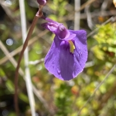 Utricularia dichotoma (Fairy Aprons, Purple Bladderwort) at Paddys River, ACT - 26 Dec 2022 by Ned_Johnston